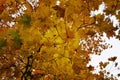 Yellow leaves nature maple tree autumn