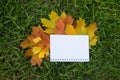 Yellow leaves and notebook on green grass in autumn Royalty Free Stock Photo