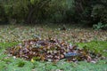 Yellow leaves