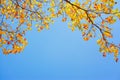 Yellow leaves onblue sky background Royalty Free Stock Photo