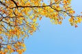 Yellow leaves onblue sky background Royalty Free Stock Photo