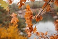 Yellow leaves over water Royalty Free Stock Photo