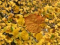 yellow leaves on rain drops on window glassRainy weather  Autumn season background template Royalty Free Stock Photo