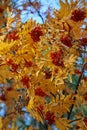 Yellow leaves and red rowan berries close-up Royalty Free Stock Photo