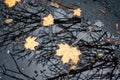 Yellow leaves and reflection of trees in puddle. Autumn season concept Royalty Free Stock Photo