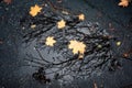 Yellow leaves and reflection of trees in puddle. Autumn season concept Royalty Free Stock Photo