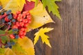 Yellow leaves and rowan berries.