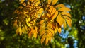 Yellow leaves of Rowan tree or Sorbus aucuparia in autumn against sunlight background, selective focus, shallow DOF Royalty Free Stock Photo