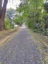 Yellow leaves shedded on road during autumn