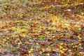 Yellow leaves sifted the ground under a tree in the autumn in the park. Royalty Free Stock Photo