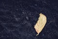Yellow leaves on soil background - Dry leaf on ground