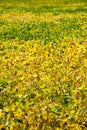 Yellow leaves of soyabean field