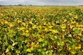 Yellow leaves of soyabean untreated field, top view