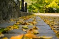 Yellow leaves on stones