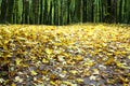 Yellow leaves strewn on the ground in the woods