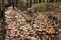 Yellow leaves on the surface of the lake Royalty Free Stock Photo