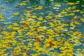 Yellow leaves on the surface of the water in the lake, Uman Royalty Free Stock Photo