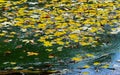 Yellow leaves on the surface of the water in the lake, Uman Royalty Free Stock Photo