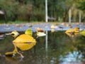 Yellow leaves on the surface of the water in a park. Autumn scenery Royalty Free Stock Photo