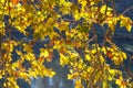 Yellow leaves sycamore illuminated by autumn sun