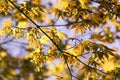 Yellow leaves with texture background Royalty Free Stock Photo