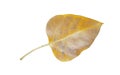 yellow leaves the texture of Bod-hi or Sacred fig leaf Isolated on white background Royalty Free Stock Photo