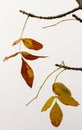Yellow leaves on tree, autum season Royalty Free Stock Photo