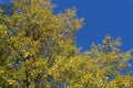 Yellow leaves on a tree in autumn bright sunny day Royalty Free Stock Photo