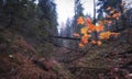 yellow leaves on tree in a dark autumn forest in the ravine Royalty Free Stock Photo