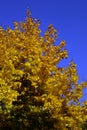 Yellow leaves on a tree maple