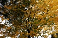 Yellow Leaves on a Tree