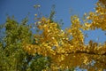 Yellow leaves on a tree Royalty Free Stock Photo