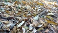 Yellow leaves of trees in autumn on the floor