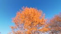 Yellow leaves in the trees in autumn season