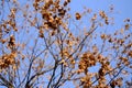 Yellow leaves of trees