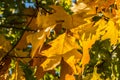 Yellow leaves on the trees