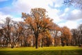 Yellow leaves tress in the park