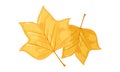Yellow leaves of tulip tree. Hello autumn, bye summer. Completion of sunny, warm days.
