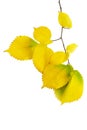 Yellow leaves on a twig on a white isolated background. Autumn Royalty Free Stock Photo