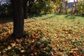 Yellow leaves under a trunk of a tree Royalty Free Stock Photo