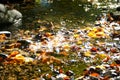 Yellow leaves in the water , sun glints on the water Royalty Free Stock Photo