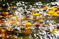 Yellow leaves in the water , sun glints on the water Royalty Free Stock Photo