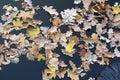 leaves of oak and maple on the surface of the water Royalty Free Stock Photo