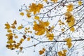Yellow leaves on a white sky background