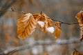 Yellow leaves in winter , leaves in snow Royalty Free Stock Photo