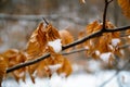 Yellow leaves in winter , leaves in snow Royalty Free Stock Photo