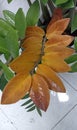 The yellow leaves of Zamioculcas zamiifolia, an ornamental plant in the tropics