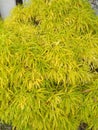 Yellow left growth into flower pot in the garden