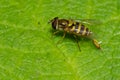 Yellow-legged Flower Fly - Syrphus rectus