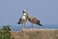 Yellow-legged Gull - Adult and Juvenile